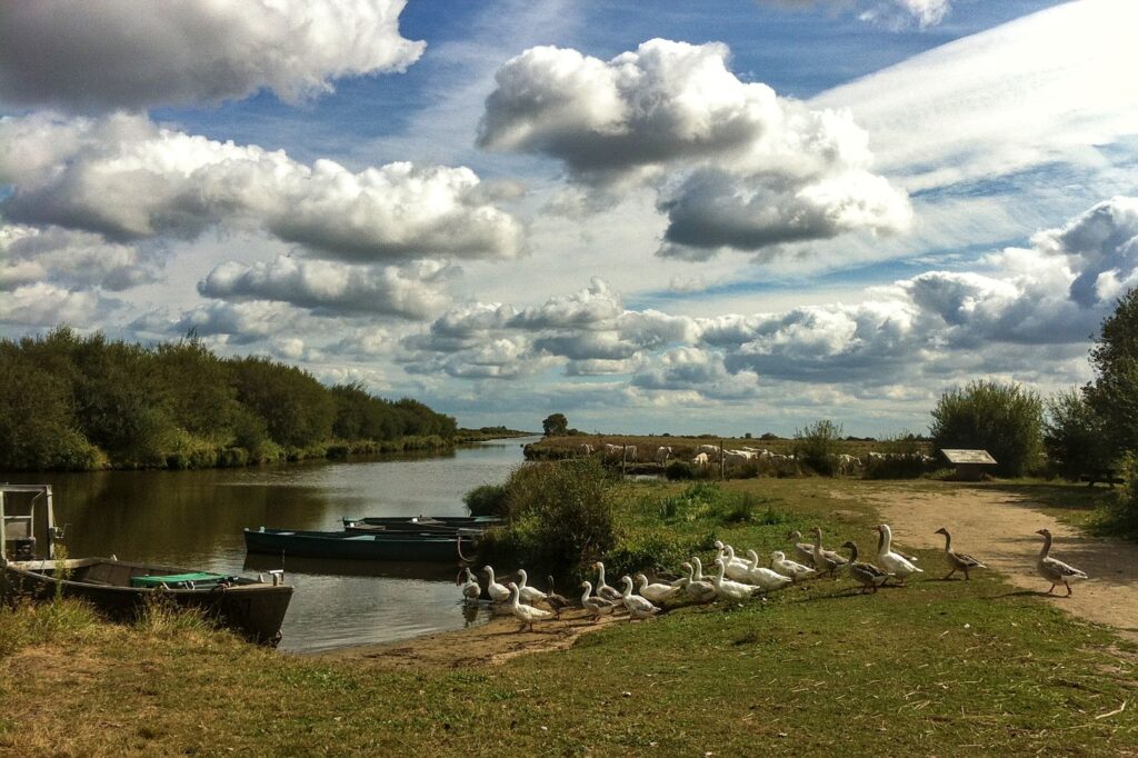 marais du parc de Brière avec des oies