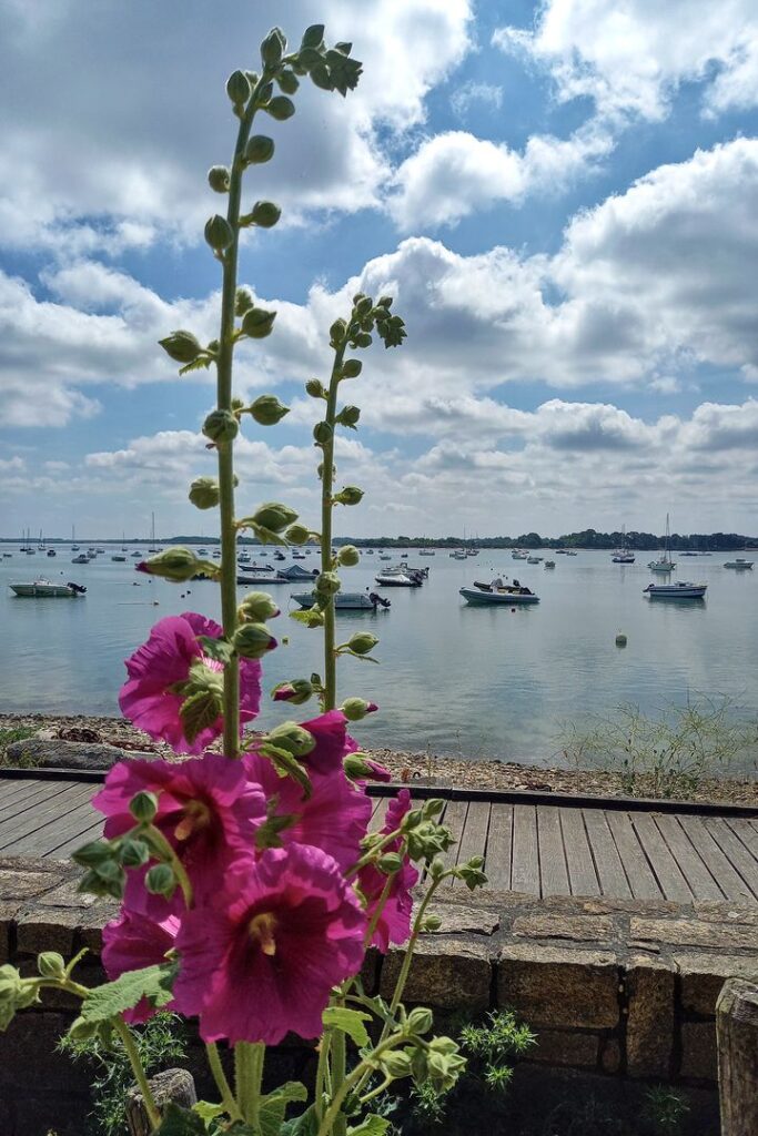 bateaux sur la mer et roses trémières